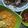 Cooksnap dari Sheyla Ade Nada untuk resep Kare ayam kampung #bikinramadhanberkesan (12)