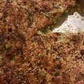 Cooksnap από hrisoula στη συνταγή Σπανακοτυρόπιτα χωρίς φύλλο: δοκιμάστε την και θα με θυμηθείτε!