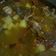 Cooksnap dari Afie Feelingfine untuk resep Sop Balungan Sapi