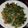 Cooksnap dari Vincentia R.Indah H untuk resep Tumis Keciwis