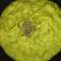El cooksnap de Michelle Caraballo cuando hizo Guacamole.