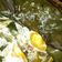 Cooksnap dari Jenny Ekarlina untuk resep Botok (pepes) Telur Asin #Dandelion