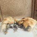 El cooksnap de Daniela Fernandez cuando hizo Empanada de Morcilla y Queso - Recetas Tradicionales Argentinas 🇦🇷.