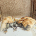 El cooksnap de Daniela Fernandez cuando hizo Empanada de Morcilla y Queso - Recetas Tradicionales Argentinas 🇦🇷.