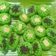 Cooksnap dari maeda untuk resep Kue Cubit No Mixer