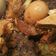 Cooksnap dari murni untuk resep Semur daging campur kentang
