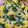 sudha dhanuka's cooksnap of when they made Khaman Dhokla.