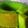 Cooksnap dari Yuniar Zhr HanyTio untuk resep Bolu Pandan Ekonomis