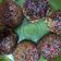 Cooksnap dari stef dyah untuk resep Palm Sugar Cheese Cookies