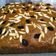 Cooksnap dari Miss R untuk resep Banana Bread No Mixer