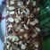 Cooksnap dari Anggie Angelia Vuthu' untuk resep Brownies Panggang