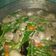 Cooksnap dari Fitriani Eka Lestari untuk resep Sop Ayam Ala Pak Min Klaten