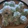 Cooksnap dari eka puspita sari untuk resep 326. Klepon Ketan
