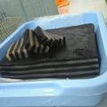 Cooksnap dari Ropikoh untuk resep Kue lapis coklat tepung tapioka