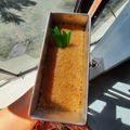 Cooksnap dari Nyunyun Walaz Bin untuk resep Wajik Gula Jawa Santan Instan hanya 2 jam rendam