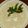 Titrit Tlatig's cooksnap of when they made مايونيز بدون بيض.