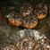 Cooksnap dari Bonafista Channel untuk resep Donat Ala jco (empuk dan lembut)