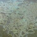 El cooksnap de Evangelina cuando hizo Fideos caseros.