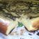 Cooksnap dari Kholilah untuk resep Bolu magic com lembuuuut