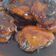 Cooksnap dari Julise Gultom untuk resep Ayam Kecap Sunda