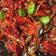 Cooksnap dari Amel untuk resep Sambalado Uwok Bada / Teri