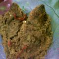 Cooksnap dari Risa Pratiwi untuk resep ARSIK