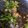 sandraallaine's cooksnap of when they made Honey Walnut Asparagus.