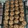Cooksnap dari Sachie untuk resep Cookie Monster Chewy Chocochips Cookies - Trial new recipe