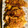 El cooksnap de JRCOOK cuando hizo Pechugas de pavo empanadas al curry.