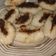 Cooksnap dari Melisa veronica armand untuk resep Pempek Belah
