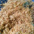 Cooksnap dari Mutiara Jiwa Jenia untuk resep Serundeng Kelapa Pedas Manis