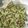 Cooksnap dari Unesia Drajadispa untuk resep Matcha Cookies Teflon