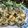 Cooksnap dari Roro Woelan untuk resep Rolade daun pepaya