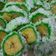 Cooksnap dari lindri untuk resep Pisang Rai Khas Bali