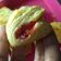 Cooksnap dari Ummi Meziya untuk resep Puff Pastry strawberry pinwheel #5resepterbaruku