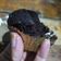 Cooksnap dari Ell Lee untuk resep Muffin Cokelat