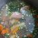 Cooksnap dari Beby Merika untuk resep Sup Ayam kampung ala pak Min Klaten