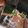 Cooksnap από Biki26 στη συνταγή Σμαραγδί λικέρ δυόσμου 🌱