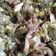 El cooksnap de Eva Rubio cuando hizo Brócoli y champiñones salteados con soja.