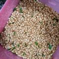 Cooksnap dari Harina Watty Tampubolon untuk resep 29. Kacang Bawang (Kacang Tojin Padang)