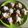 Cooksnap dari keizha untuk resep Bolu Kukus Gula Merah (Apem Betawi)