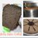 Cooksnap dari Syifa Li untuk resep Chiffon cake coklat