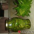 Cooksnap από voulaki! στη συνταγή Φρέσκος βασιλικός όλο το χειμώνα