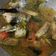 Cooksnap dari Ummu Farhan untuk resep Sop Ikan Kakap Merah