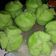 Cooksnap dari Bunda dian untuk resep Kue mangkok mekar