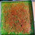 Cooksnap dari Nur Ike PraTiwi untuk resep Engkak ketan