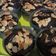 Cooksnap dari Sri Hidayati untuk resep Fudge Brownie Keto Ekonomis
