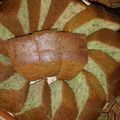 Cooksnap dari Ayang_reog untuk resep Bolu Pisang Part 2 (Banana cake)