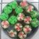 Cooksnap dari Riekha Setiawan untuk resep Bolu kukus semangka