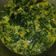 Cooksnap dari ira untuk resep Sayur daun singkong kuah santan